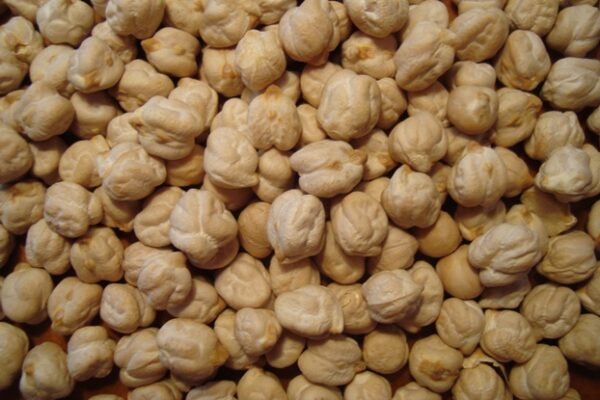 GARBANZO LECHOSO